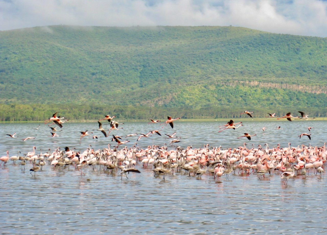 flamingos-lake-nakuru-photos