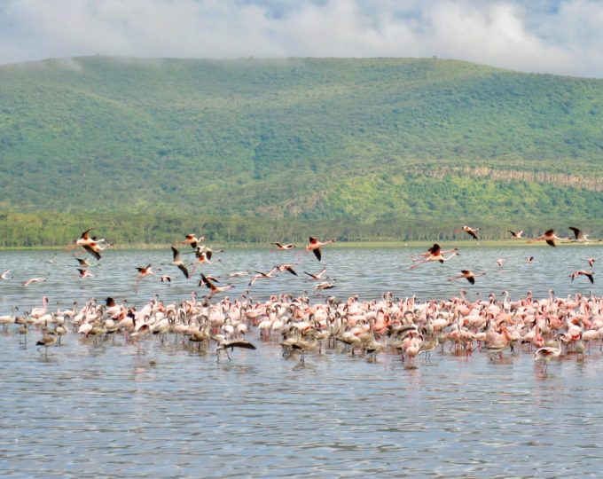 The splendor of Lake Nakuru