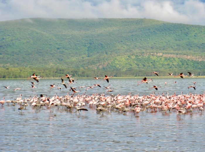 The splendor of Lake Nakuru
