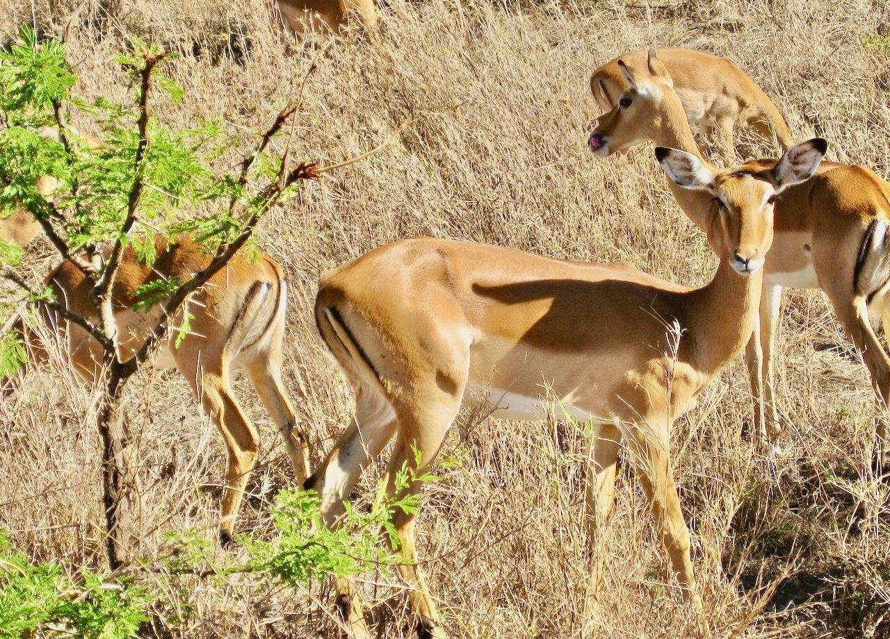 Conserving Tanzania: A luxury venture into the Serengeti