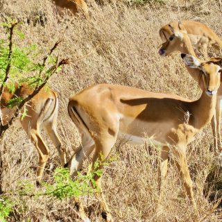 impala-serengeti-tanzania-photos