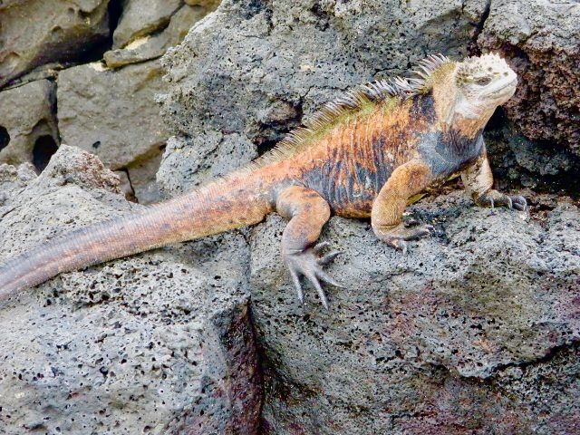 iguana-galapagos-photo