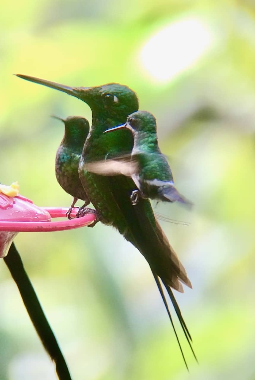 hummingbirds-ecuador-photo