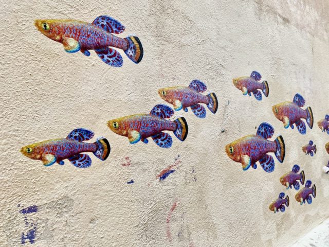 fish-art-montpellier
