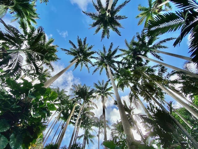 royal-palm-canopy-photo