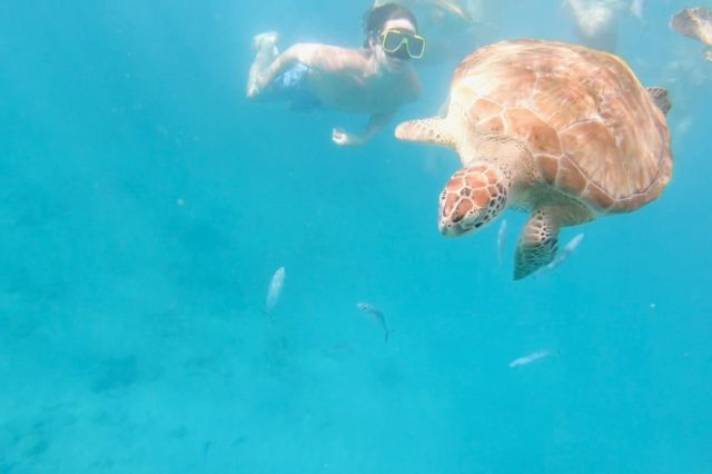 swimming with turtles barbados photo