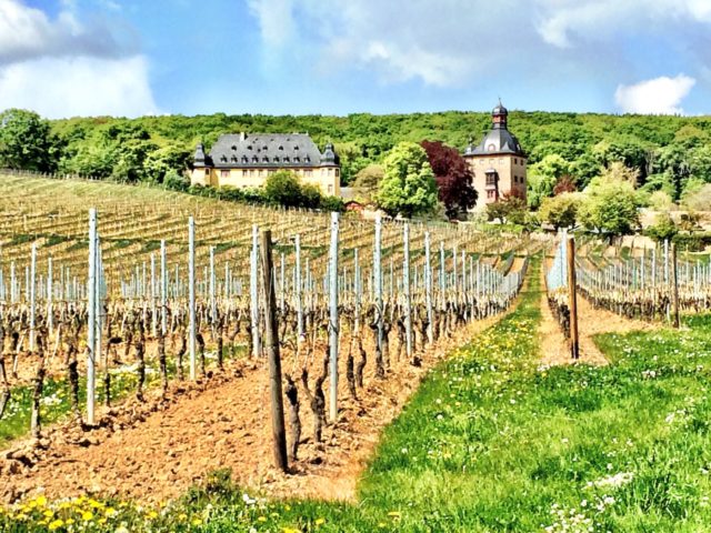 rhine castle vineyard germany