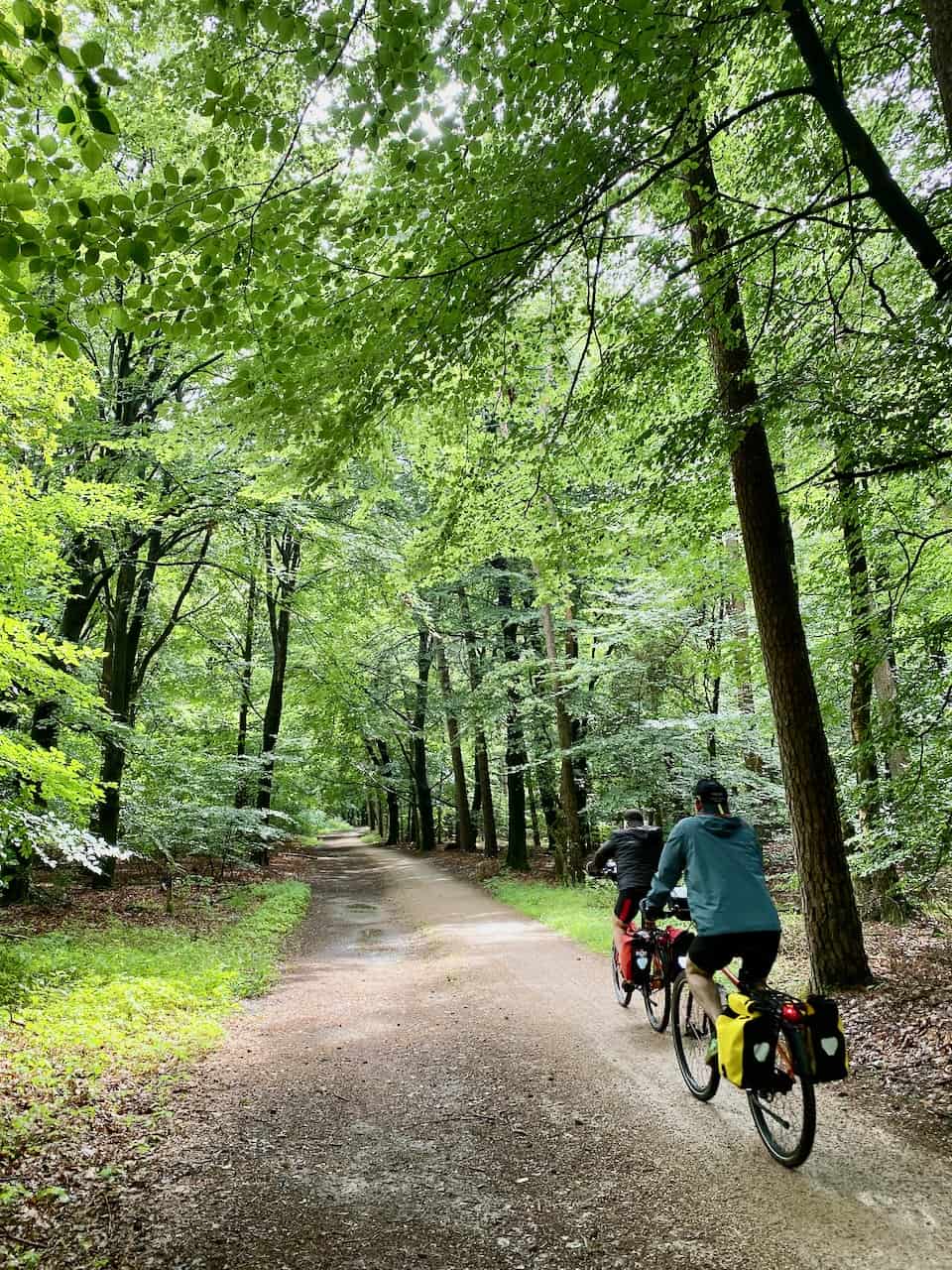 utrechtse-heuvelrug-forest-cycling