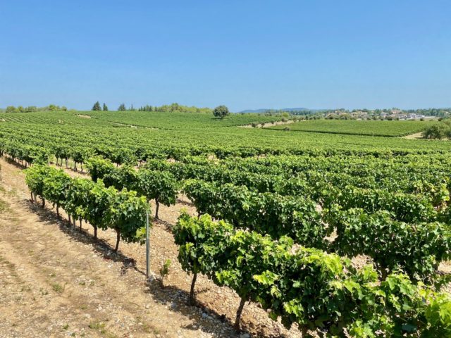 languedoc vineyards