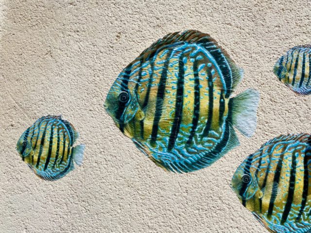 montpellier-fish-street-art