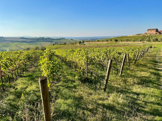 romagna vineyard