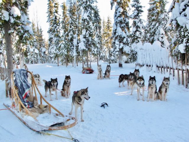 things to do in lapland in winter