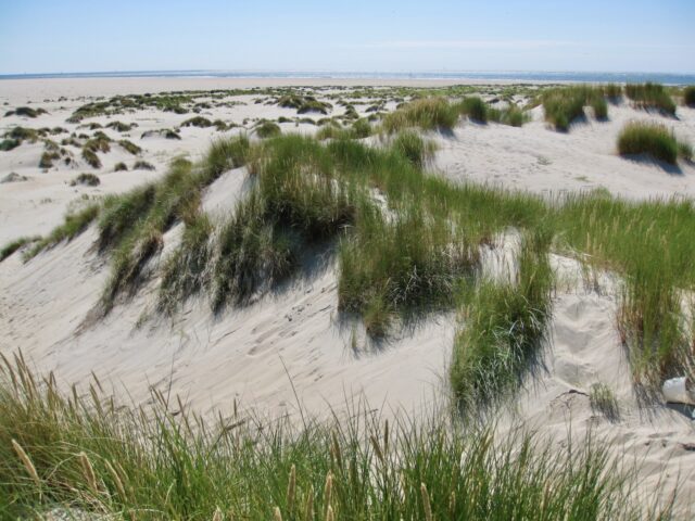 texel dunes photo