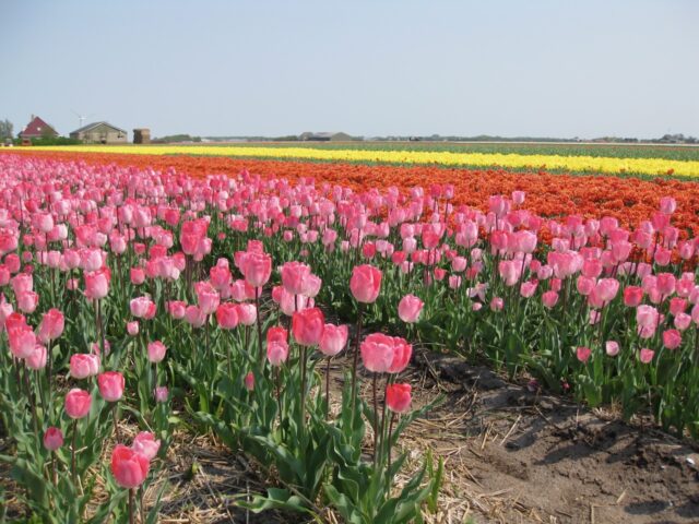 north holland road trip
