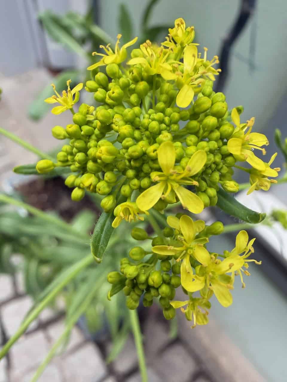 woad plant